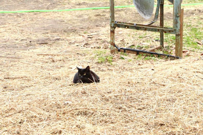 Holstein-幻想世界