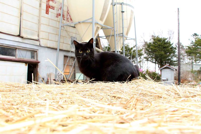 Holstein-幻想世界